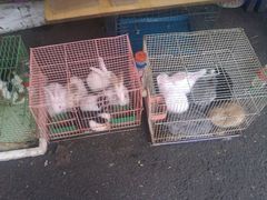 -清平路水族市场