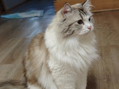 -柴迷FANS CLUB·柴犬狗咖·猫咖