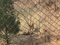 -石家庄市动物园