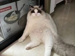 -猫十亿·布偶金渐层·曼基康矮脚猫舍(青年路店)