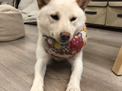 -柴迷FANS CLUB·柴犬狗咖·猫咖