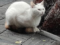 -老街无刺鲫鱼