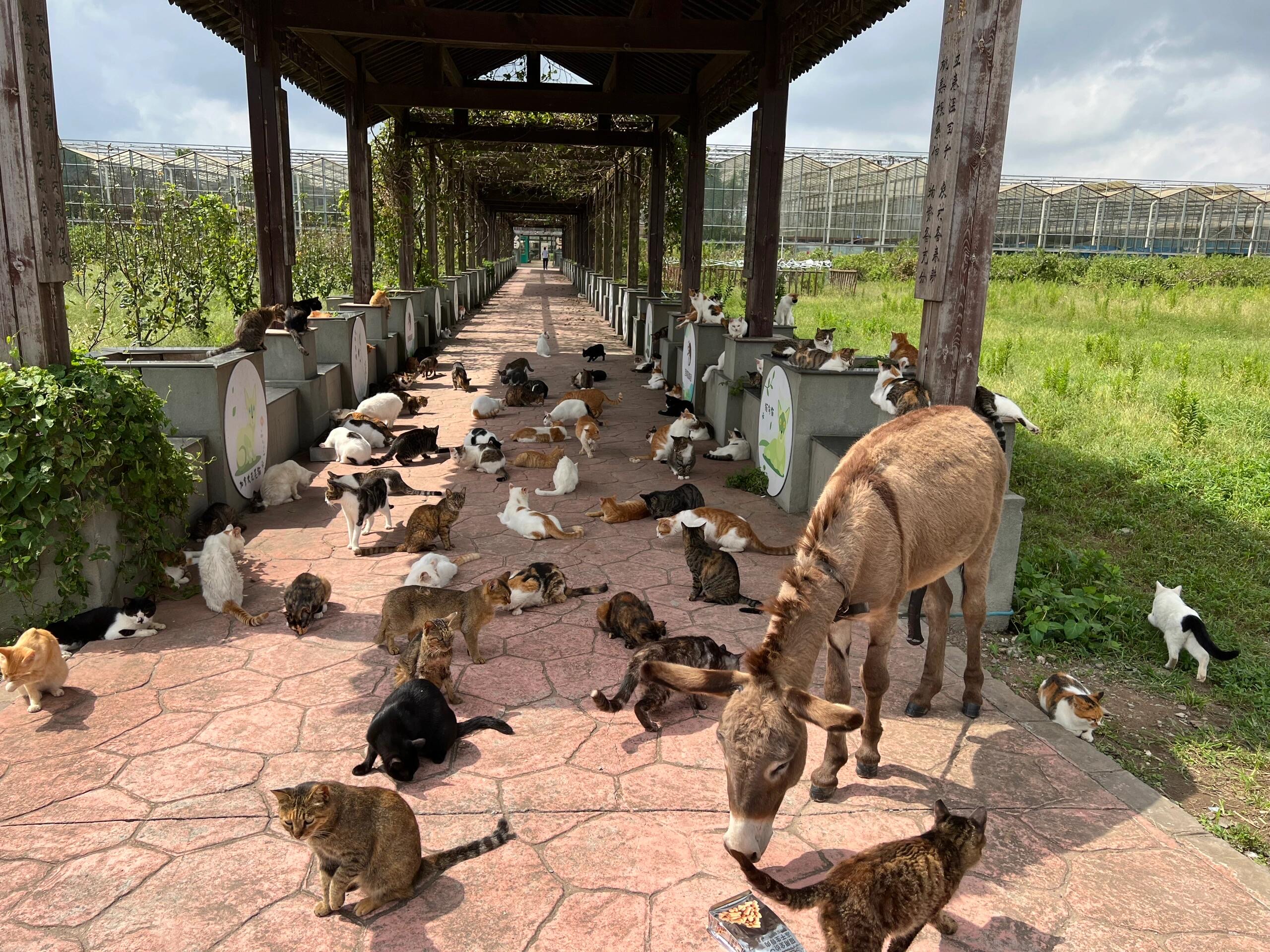 上海猫岛,今天去了