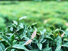 -杭州西湖风景名胜区-三生石