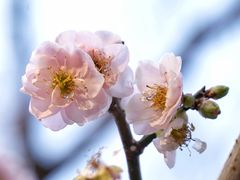 -荔枝公园(福田区)