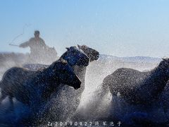 -张北坝上草原