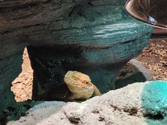 -帕帕拉兹宠物(亚洲旗舰店)