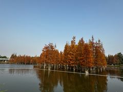 -白鹭湾湿地公园