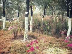 -武清南湖绿博园