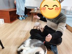 -松果猫咖(桐乡吾悦金街店)