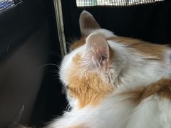 -宠物星动物医院·眼科·异宠·猫科(江南大道总院)