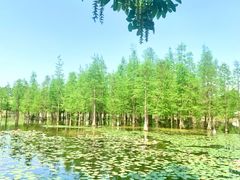 -白鹭湾湿地公园