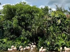 -海南热带野生动植物园