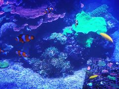 -瑞普利水族馆
