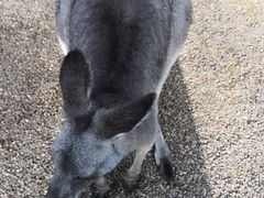 -费瑟代尔野生动物园