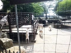 -神户市立六甲山牧场