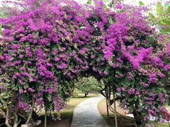 -中国科学院西双版纳热带植物园