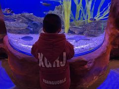 -芜湖新华联大白鲸海洋公园