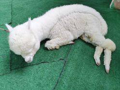 -萌宠亲子动物乐园(槐房万达店)