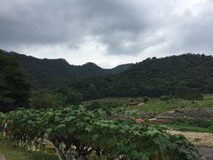 -广州市石门国家森林公园