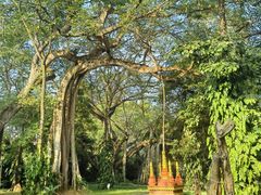 -瑞丽独树成林风景区