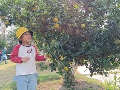 -前小桔亲子创意农场·草莓采摘·露营烧烤