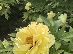 -洛阳市隋唐城遗址植物园