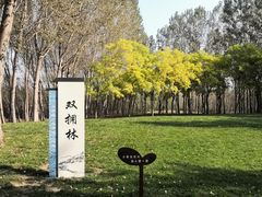 -塘沽森林公园