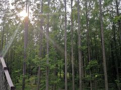 -黄海国家森林公园