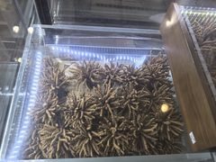 -三江源牌冬虫夏草(中山北路店)