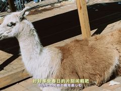 -长白岛森林公园