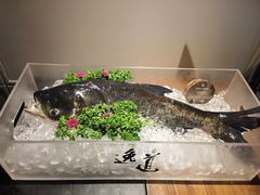 鱼头-逸道(益丰·外滩源店)