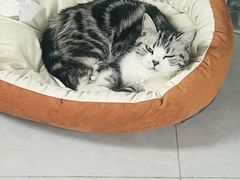 -乖乖宠物医院·猫科·急重症中心(车站北路分院)