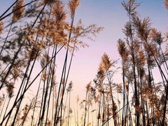 -野鸭湖国家湿地公园