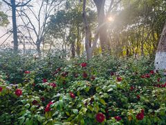-金鸡湖桃花岛