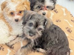 -有喵·猫咖·狗咖·40+猫狗有小奶狗(岗厦店)