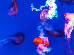 -海合安青岛极地海洋公园