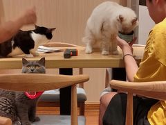 -绒爪撸猫下午茶·猫咖