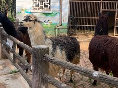 -昆明动物园