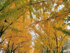 -三里屯东五街银杏大道