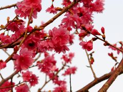 -丹樱生态园