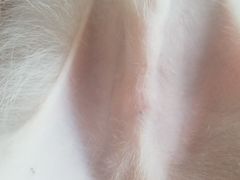 -宠爱国际动物医院· 猫科· 外科·中兽医(长白店)