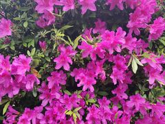 -中国大熊猫保护研究中心雅安碧峰峡基地