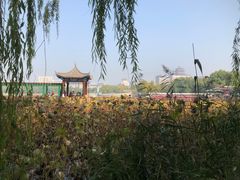 -莲花池公园