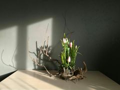 -荷兰布尔玛国际花艺学院