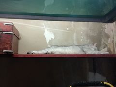 -猫咪博物馆(顶澳仔猫街店)