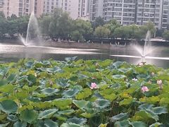 -西北湖绿化广场