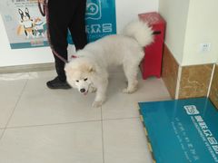 -美联众合动物医院·24h京西诊疗中心