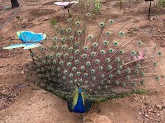 -西霞口神雕山野生动物世界