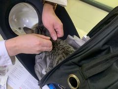 -艾贝尔宠物诊疗